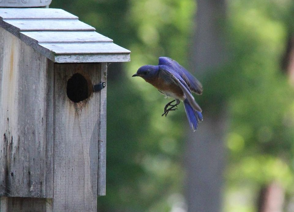 Bluebird | Southwest Virginia Wildlife Center of Roanoke