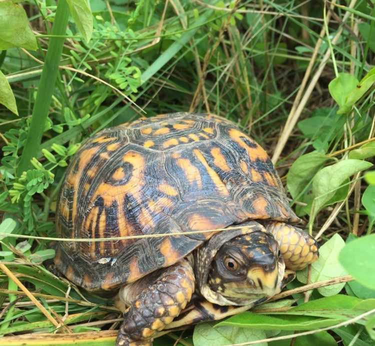 Eastern Box Turtle Southwest Virginia Wildlife Center of Roanoke