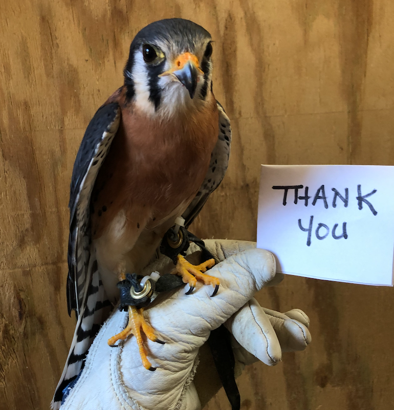 Thank Hooo for Participating in RV Gives! | Southwest Virginia Wildlife