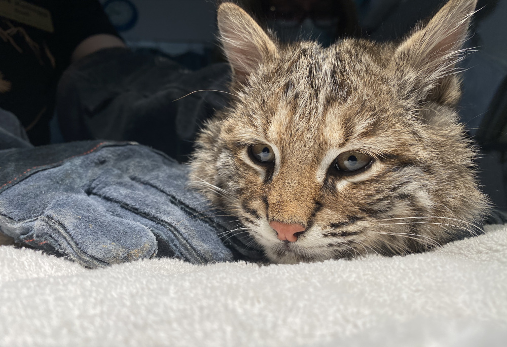 First Bobcat Kitten of the Year!!! | Southwest Virginia Wildlife Center