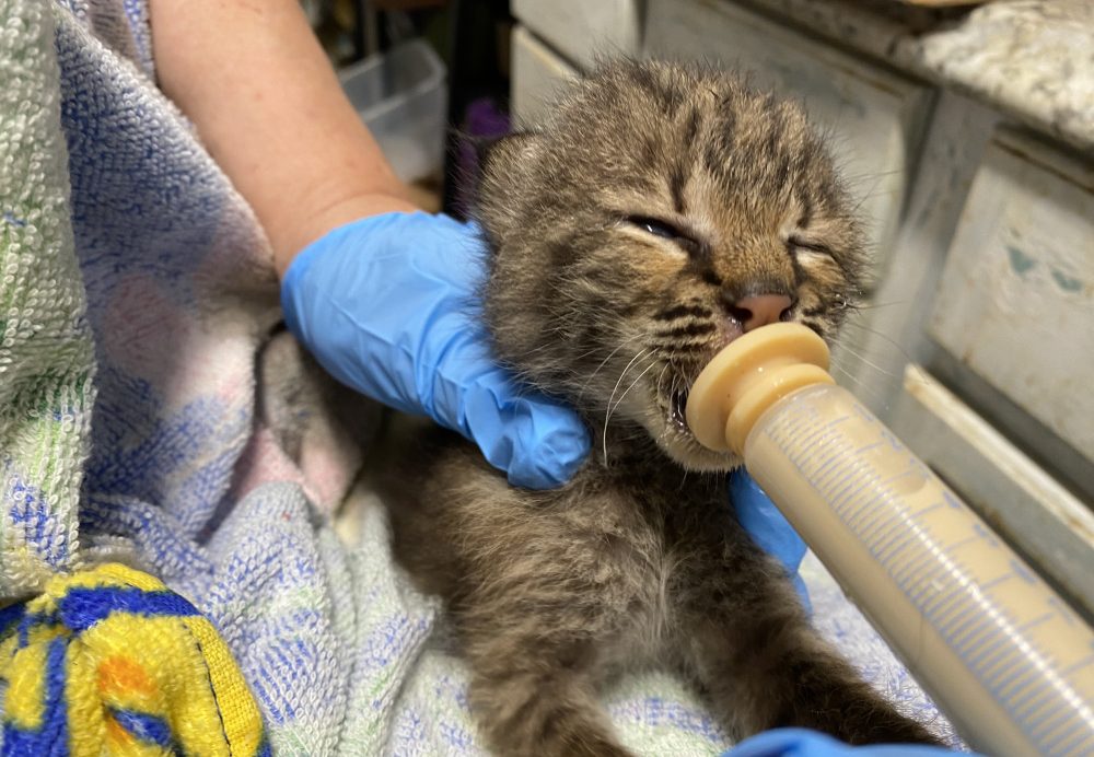 Roanoke wildlife center caring for Bobcat kitten rescued in Lynchburg