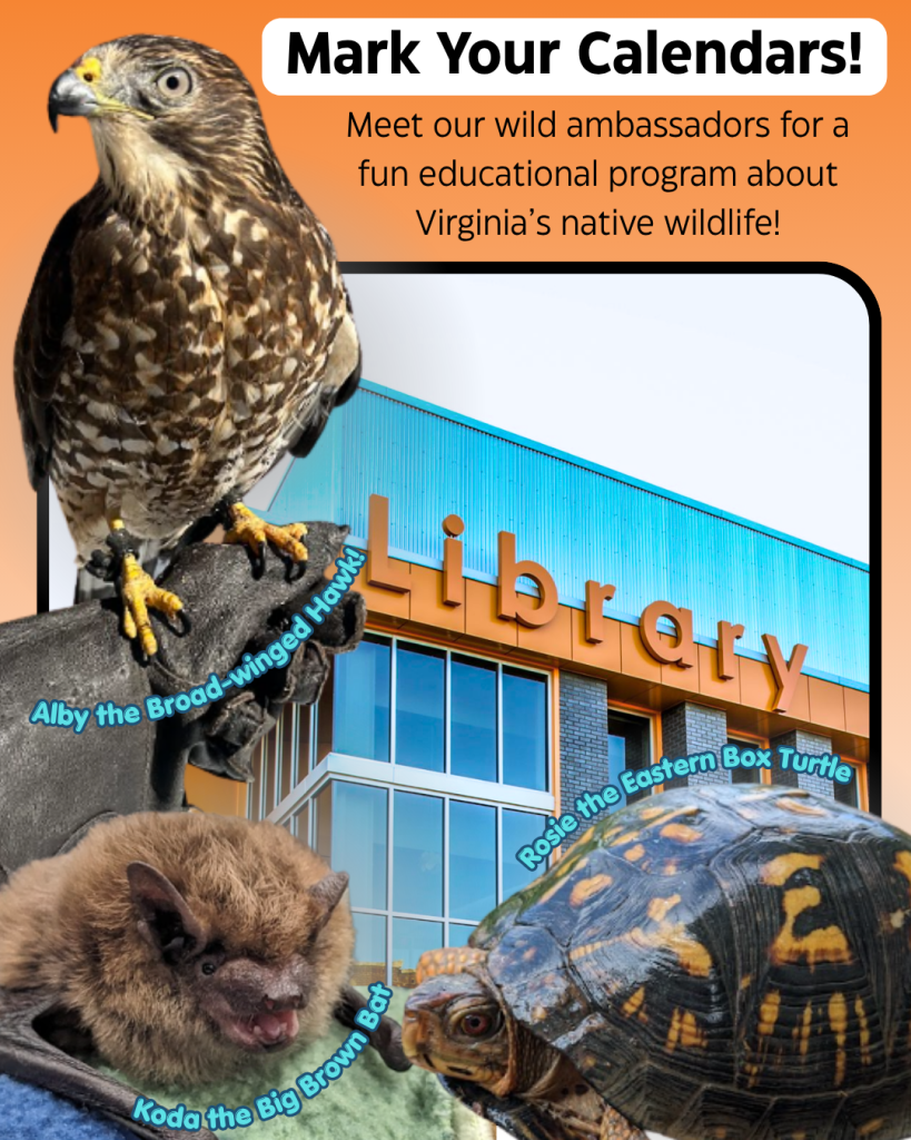 A graphic showing a library with several Wildlife Ambassadors shown in front, including Alby the Broad-winged Hawk in the top-left, Koda the Big Brown Bat in the bottom left corner, and Rosie the Eastern Box Turtle in the bottom right corner. Text on the image reads "Meet our wild ambassadors for a fun educational program about Virginia's native wildlife!"